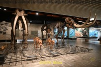Mammuts und weitere Großsäuger erweitern den Rundgang über die Welt der Dinosaurier hinaus (Bild: Natalia Siedler)