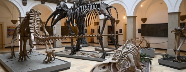 Fossile Skelette machen die Entwicklung der Tierwelt im Paläontologischen Museum anschaulich.