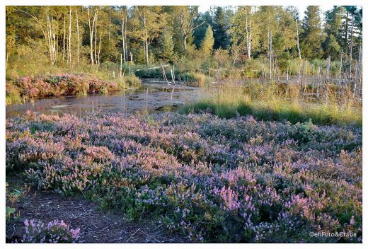 Blühende Heide