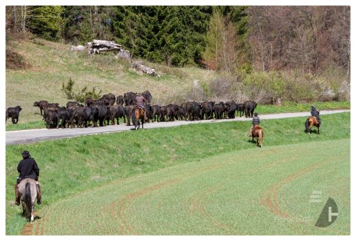 Weideauftrieb in Schwäbische Alb